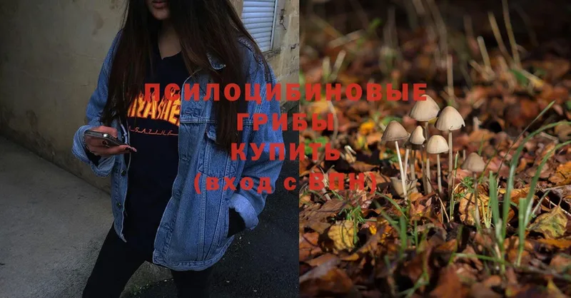 Галлюциногенные грибы Psilocybe  Жуков 